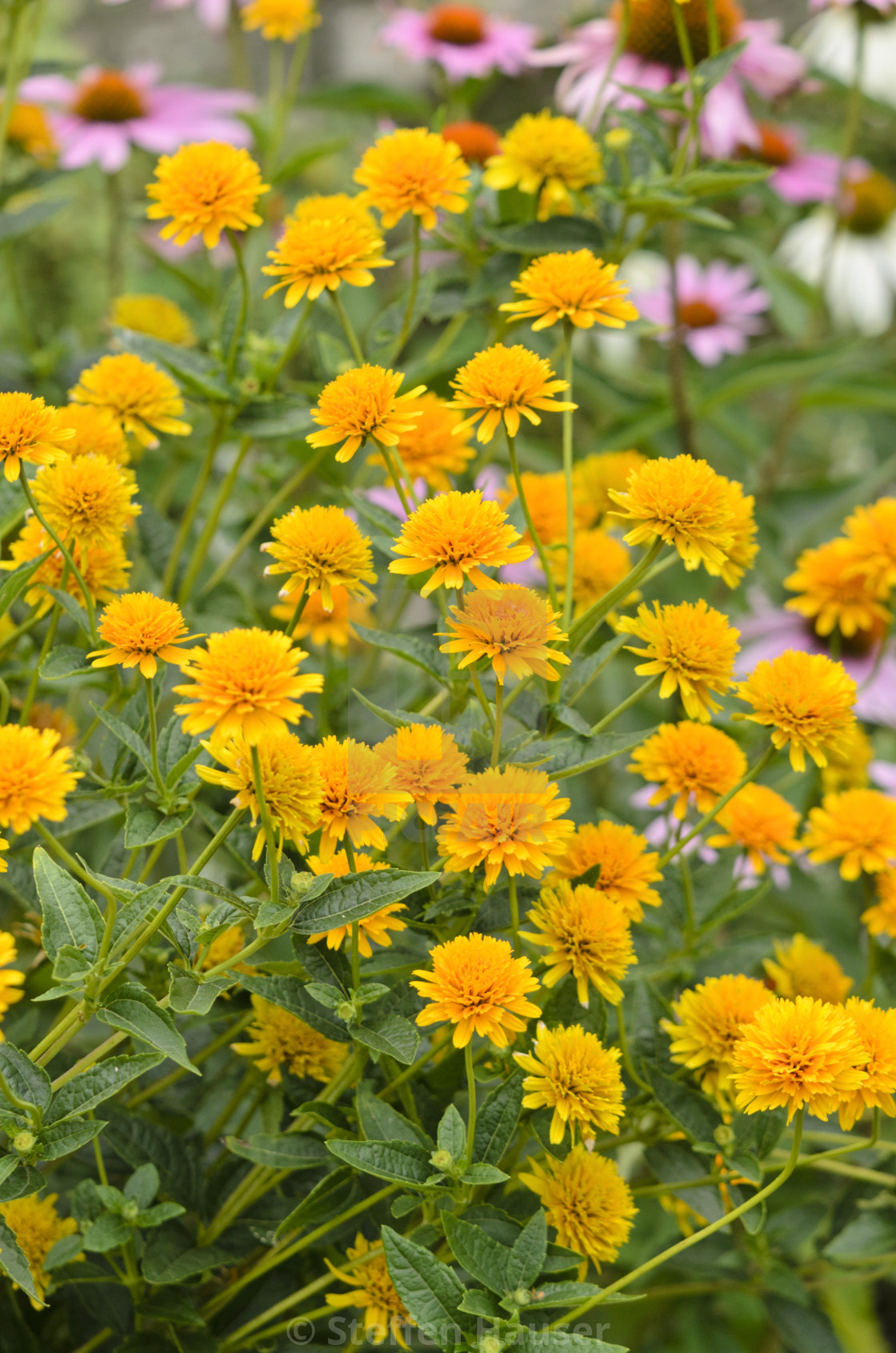 Heliopsis helianthoides var. scabra 'Asahi'